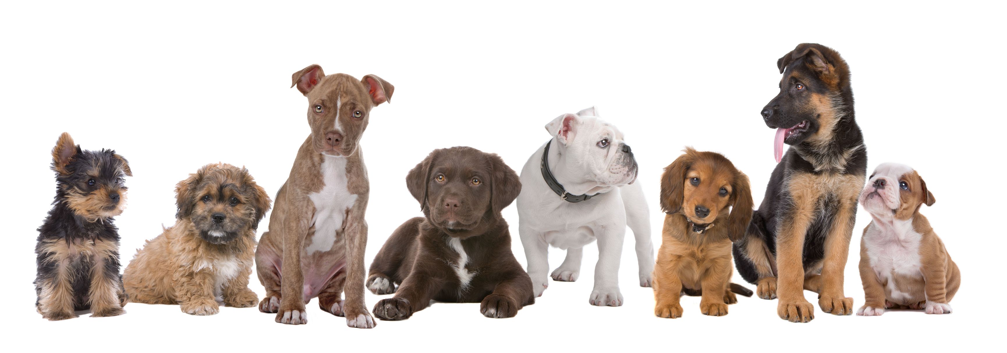 Enhance Your Furry Friend Behavior with Pet Training in Troy, OH