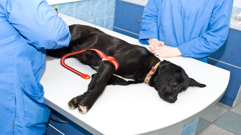 What Should You Know about Your Animal Check-up in Parkville, MO?