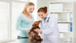 Why Pets Need Vet Clinics in Alexandria, VA