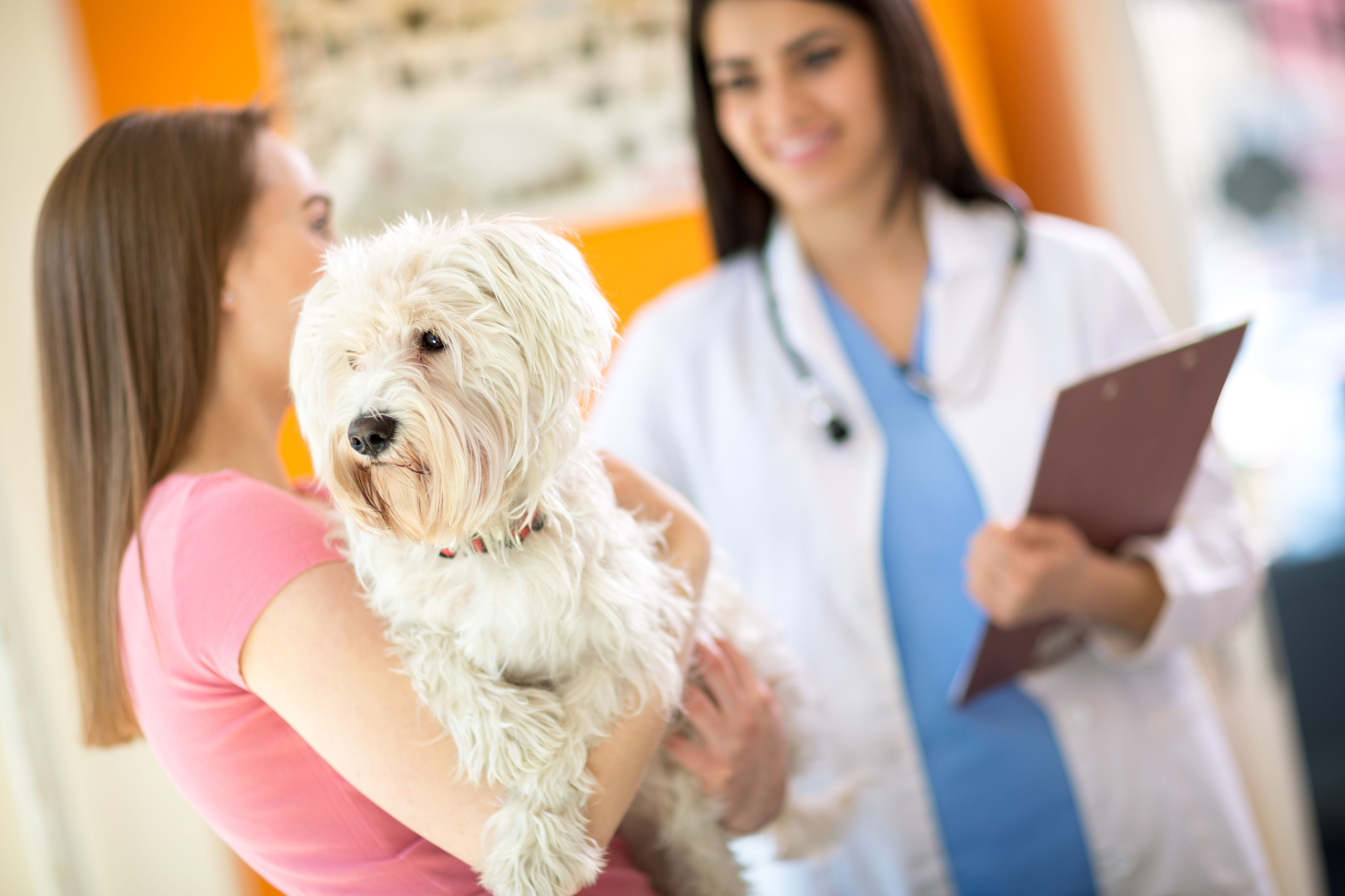 Get Great Treatment for Your Pet at an Animal Hospital in Gulfport, MS