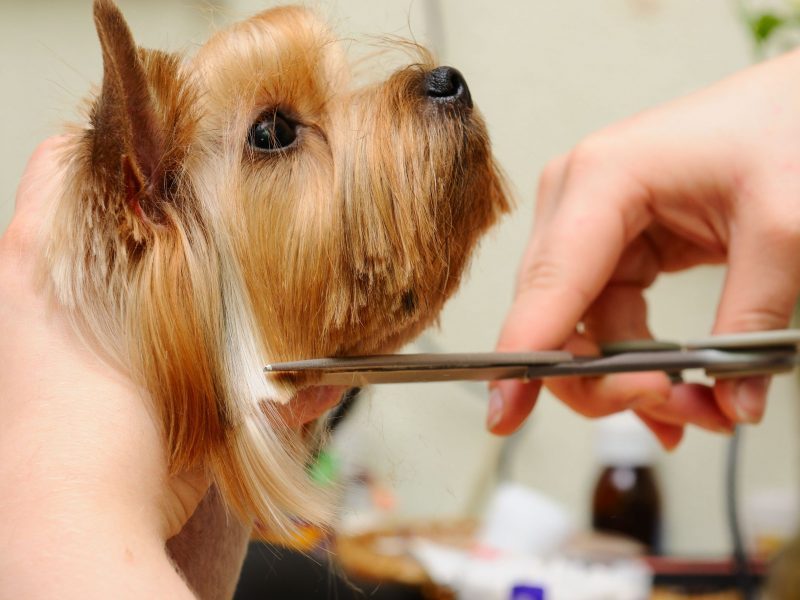 Getting a Puppy Cut from a Dog Groomer in Alexandria, VA