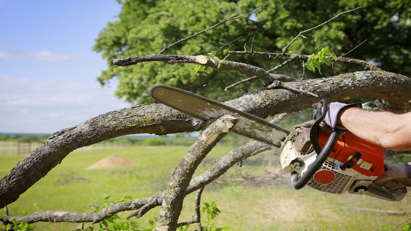 Reasons to Use a Professional Tree Cutting Service in Marietta, GA