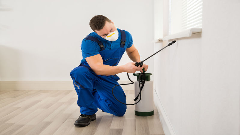 Pest Exterminator in Rochester, NY: Protecting Your Property From Pests