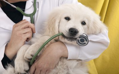 Dog Cardiologists in Sarasota, FL—Protecting Your Pet’s Heart