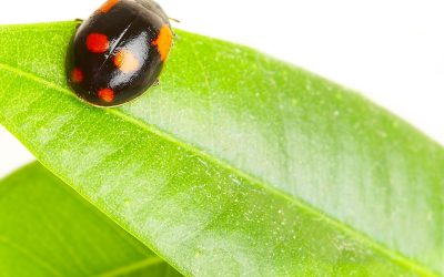 Why You Should Choose Eco-Friendly Pest Control in Rochester, MN