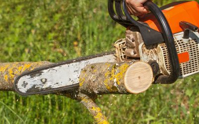 Getting Tree and Stump Grinding in Griffin, GA