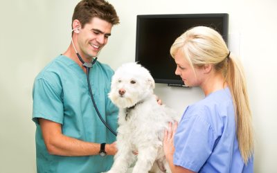 Your Four-Legged Family Members’ Closest Ally: The Veterinary Hospital